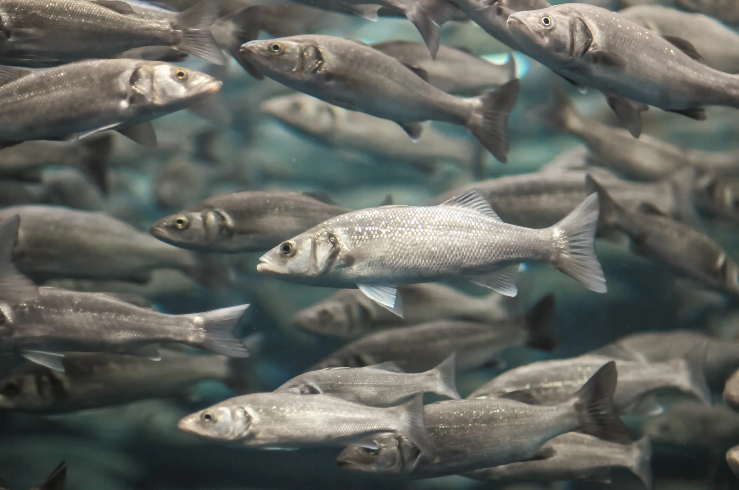A school of fish swimming in unison